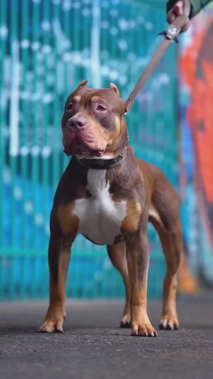 "Aztec" brown dog collar