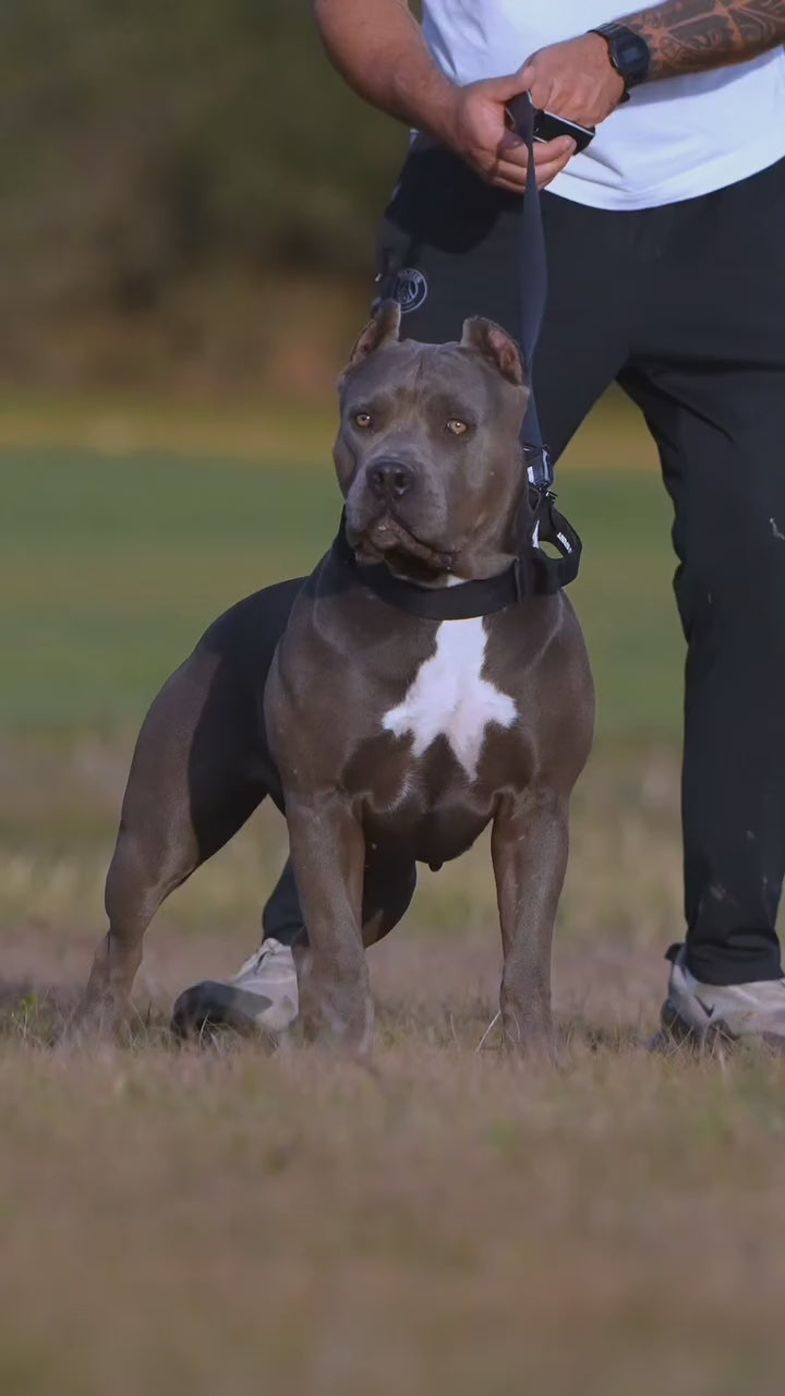 Bestia Dog Sport GripPro Handle Collar