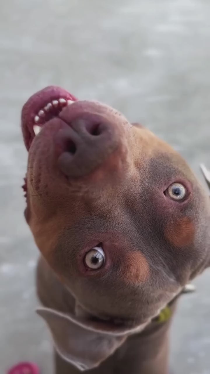 The Grinch Limited Collar