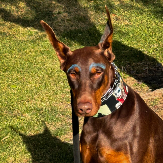 The Harley Limited Collar